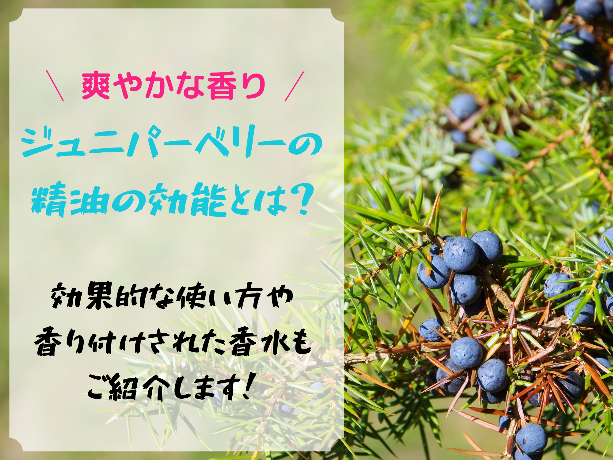 ジュニパーベリーの精油の効能とは 効果的な使い方や香り付けされた香水についてもご紹介します Hand In Hand 手をつないで花見さんぽ