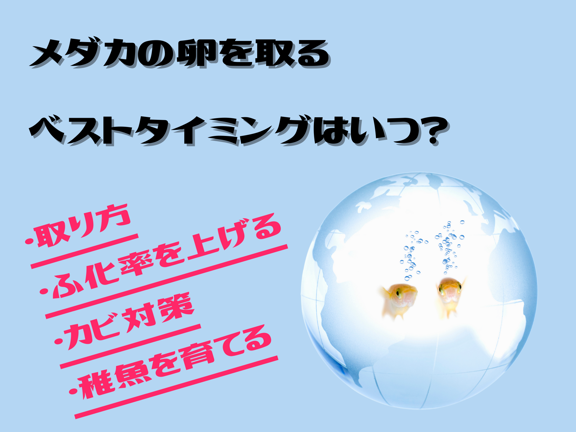 メダカの卵を取るタイミングと取り方や有効なカビ対策 孵化率を上げる方法 稚魚の育て方などご紹介いたします Hand In Hand 手をつないで花見さんぽ