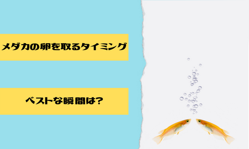 メダカの卵を取るタイミングと取り方や有効なカビ対策 孵化率を上げる方法 稚魚の育て方などご紹介いたします Hand In Hand 手をつないで花見さんぽ