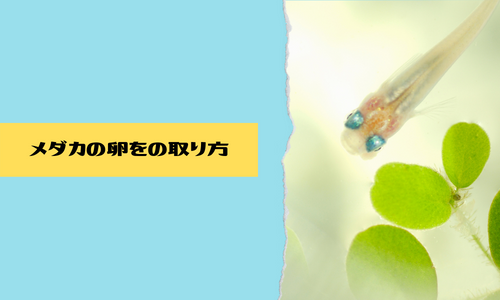 メダカの卵を取るタイミングと取り方や有効なカビ対策 孵化率を上げる方法 稚魚の育て方などご紹介いたします Hand In Hand 手をつないで花見さんぽ