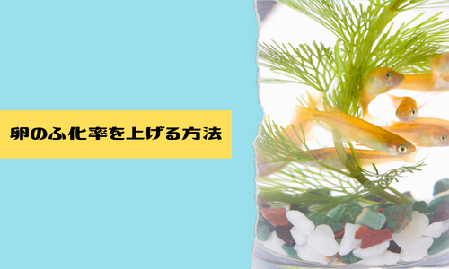 メダカの卵を取るタイミングと取り方や有効なカビ対策 孵化率を上げる方法 稚魚の育て方などご紹介いたします Hand In Hand 手をつないで花見さんぽ